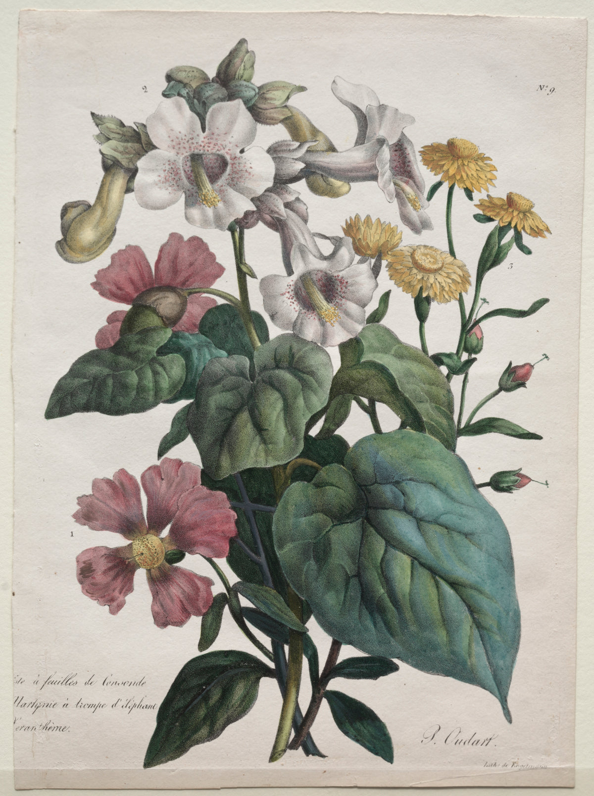 Cours d'Histoire Naturelle, contenant les principales espèces du règne animal, classées methodiquemenet Martynia or Unicorn Plant — Godefroy Engelmann