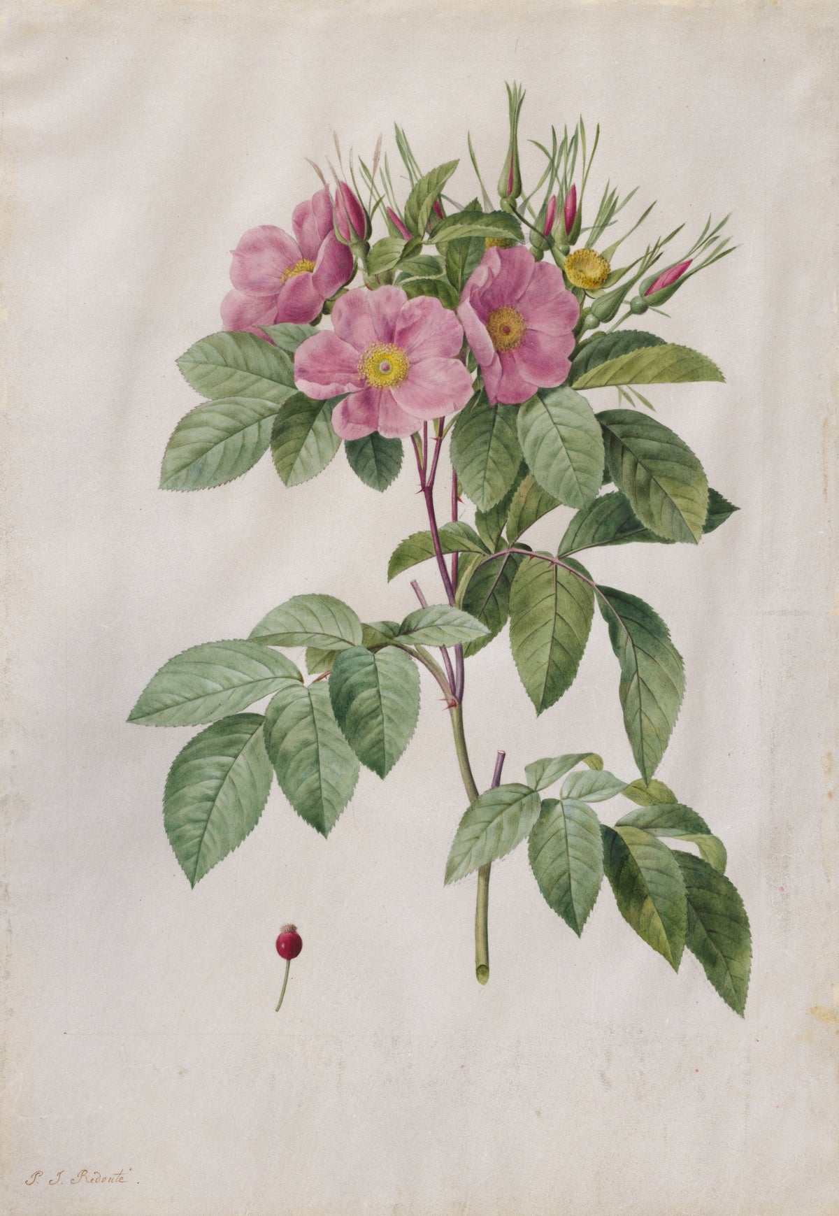 Pasture Rose (Rosa Carolina Corymbosa) — Pierre-Joseph Redouté
