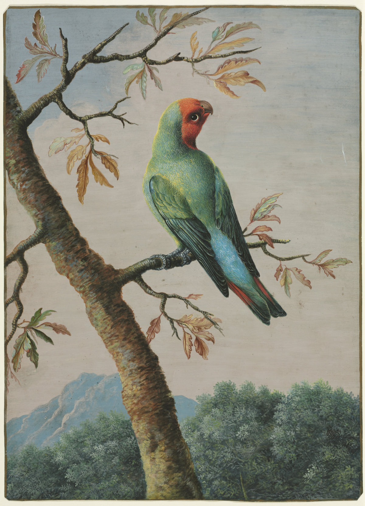 Bird Study Rosy Faced Love Bird — George Edwards