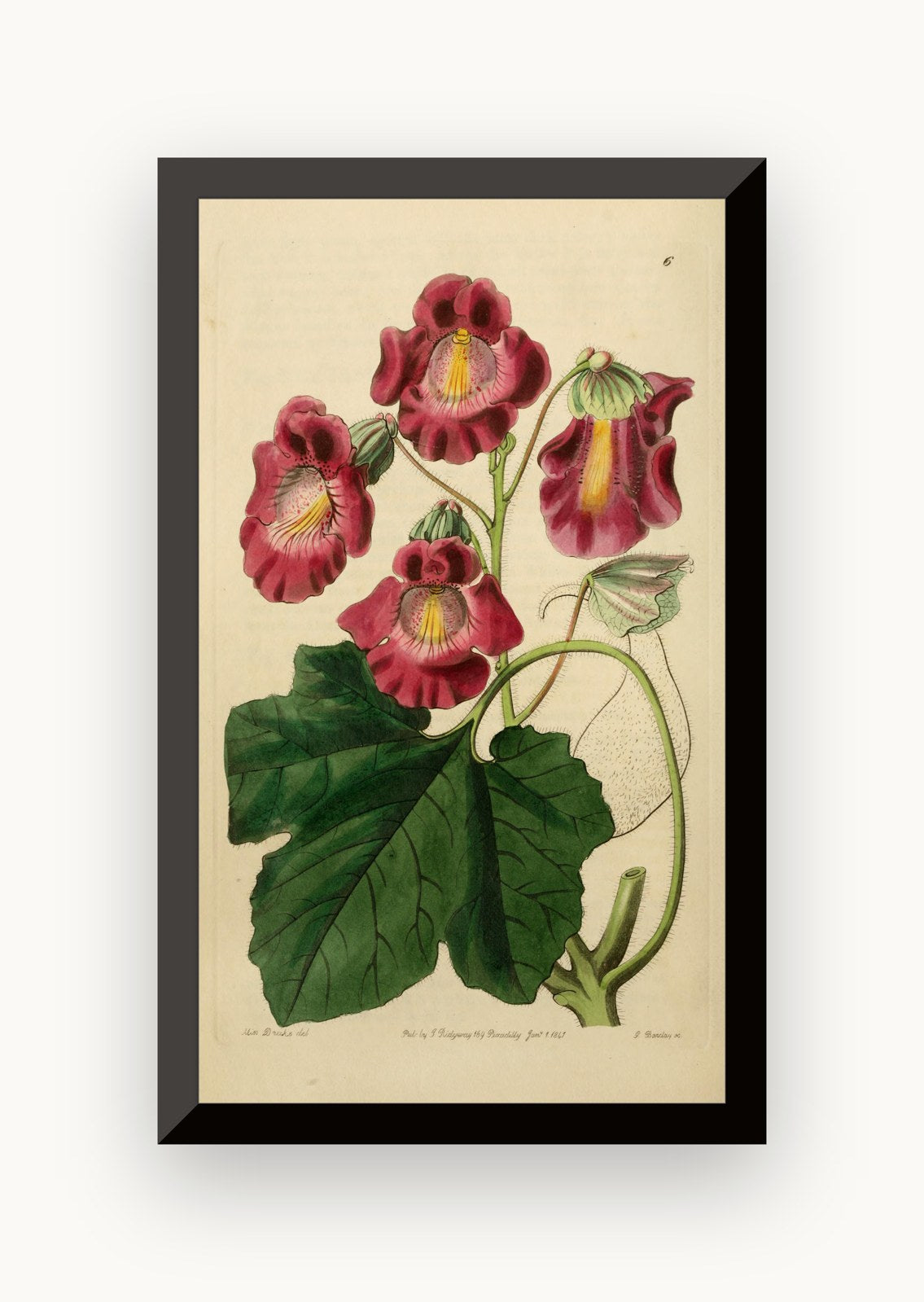 Planșă botanică din „Edwards's Botanical Register” — Sydenham Edwards / John Lindley