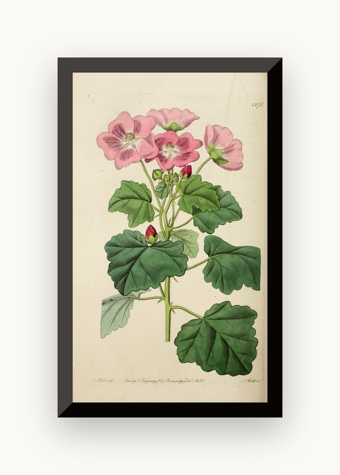 Planșă botanică din „Edwards's Botanical Register” — Sydenham Edwards / John Lindley