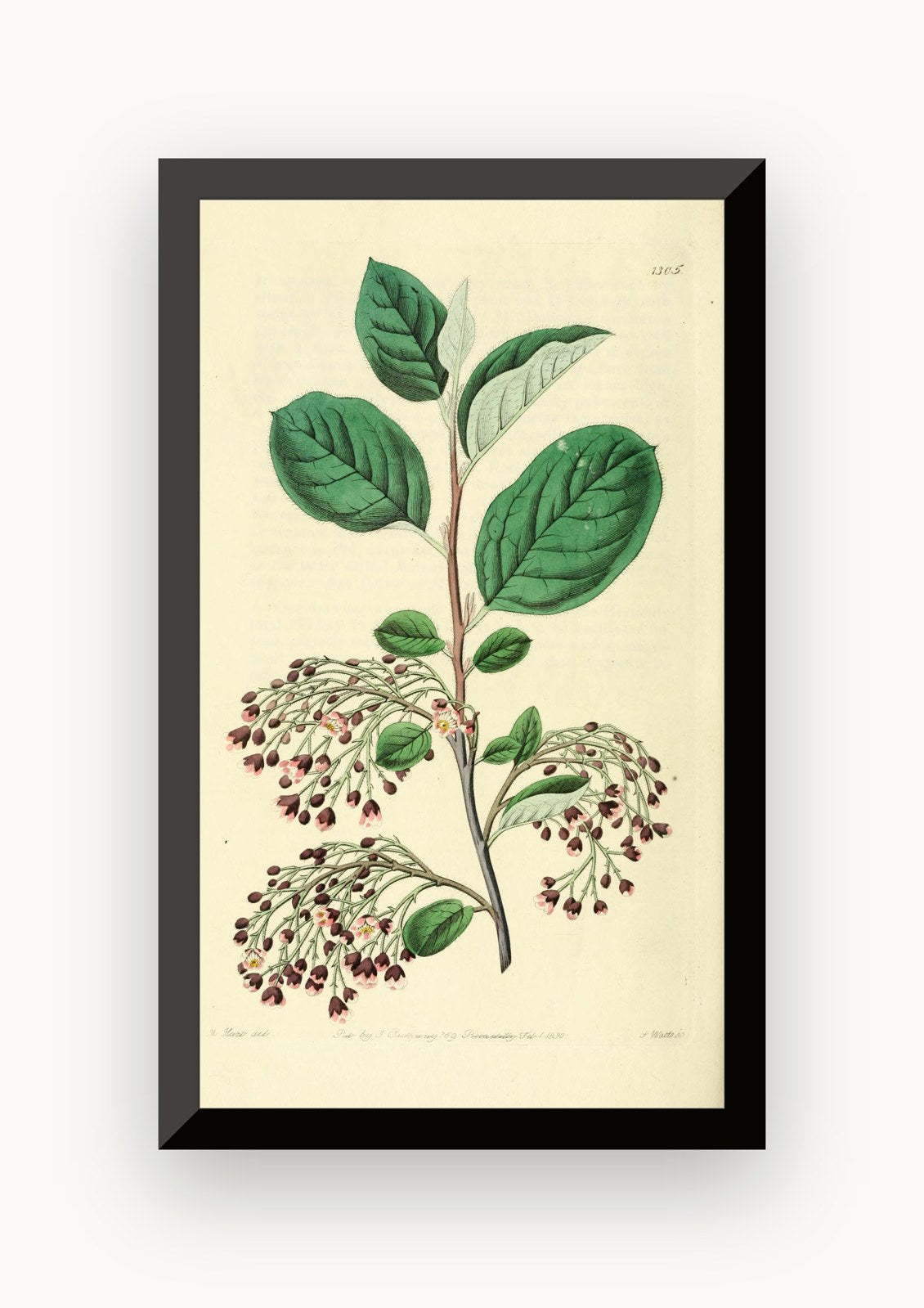 Planșă botanică din „Edwards's Botanical Register” — Sydenham Edwards / John Lindley