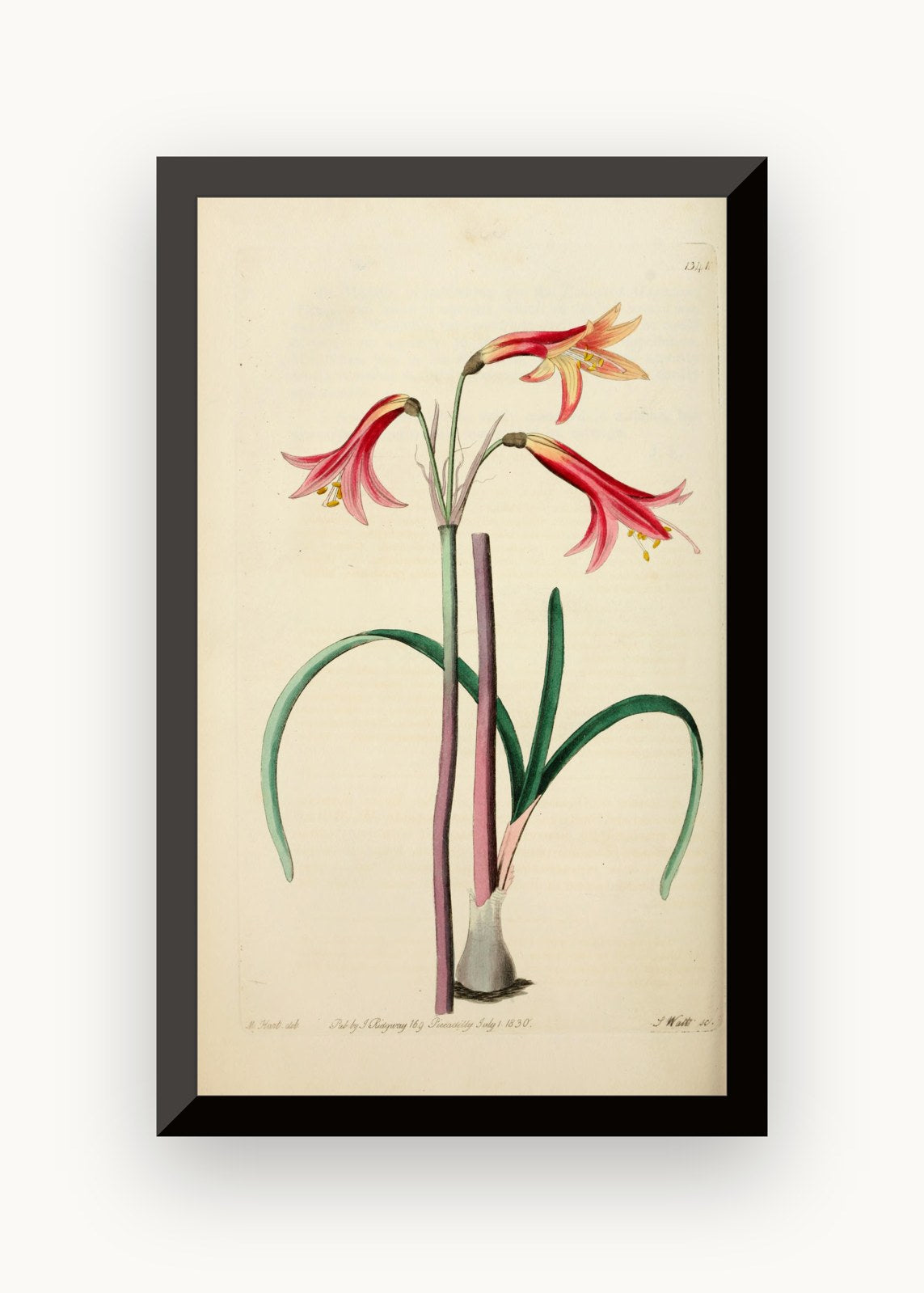 Planșă botanică din „Edwards's Botanical Register” — Sydenham Edwards / John Lindley