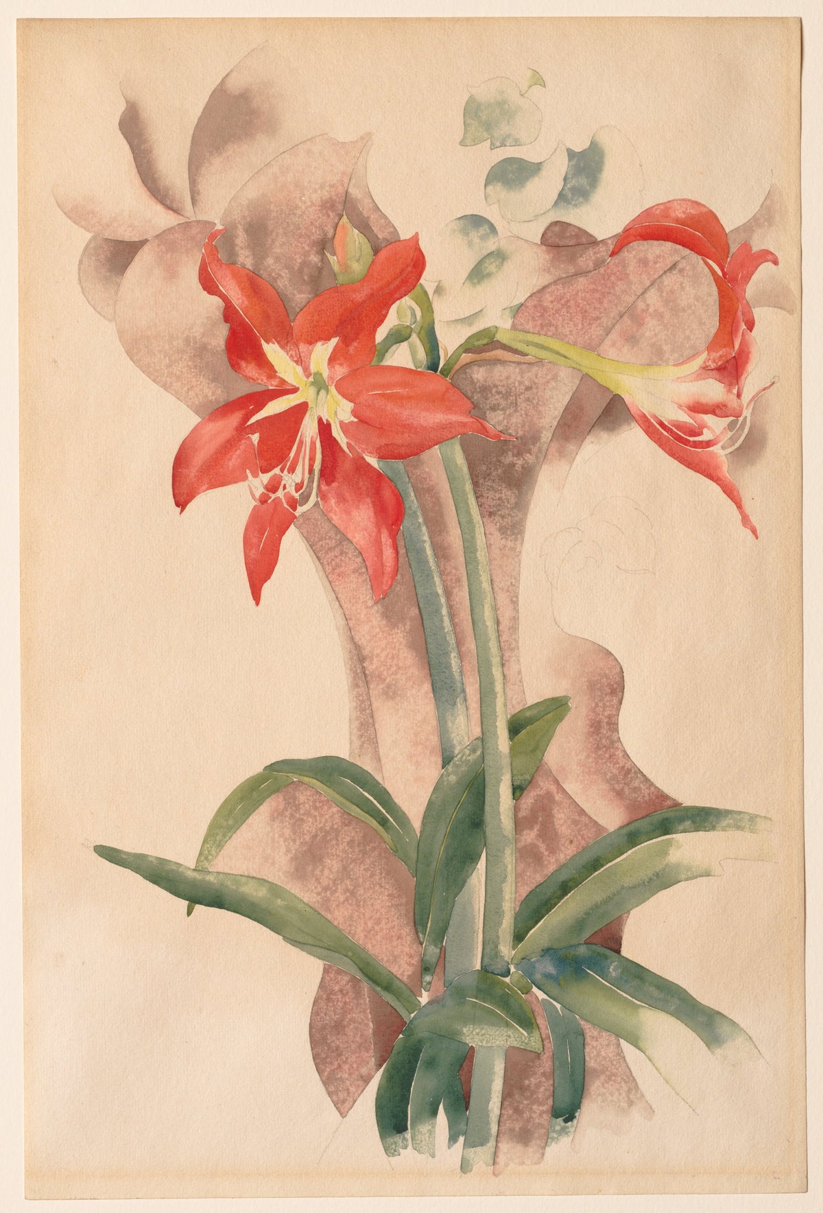 Amaryllis — Charles Demuth