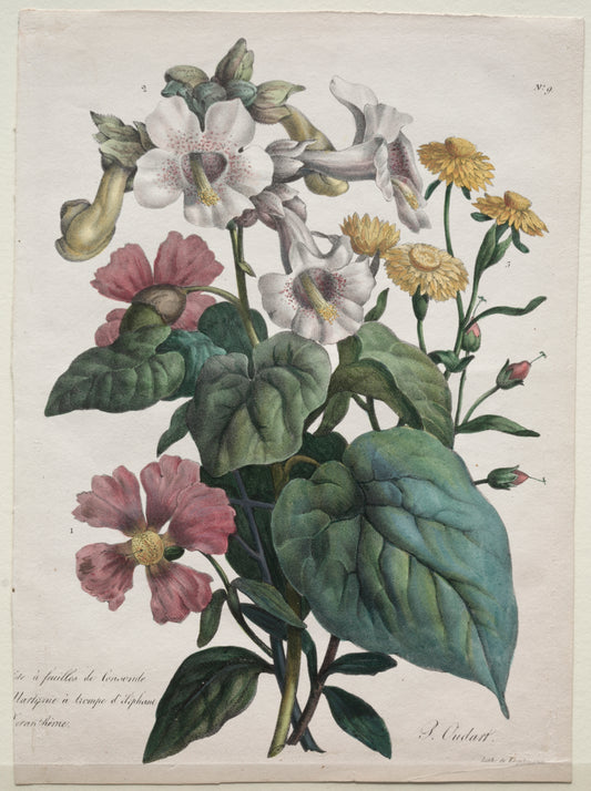 Cours d'Histoire Naturelle, contenant les principales espèces du règne animal, classées methodiquemenet Martynia or Unicorn Plant — Godefroy Engelmann