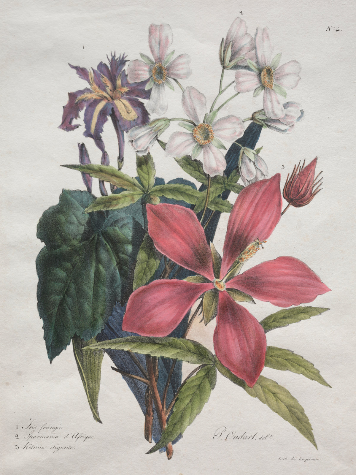 Cours d'Histoire Naturelle, contenant les principales espèces du règne animal, classées methodiquemenet Iris, African-hemp and Ketmia — Godefroy Engelmann