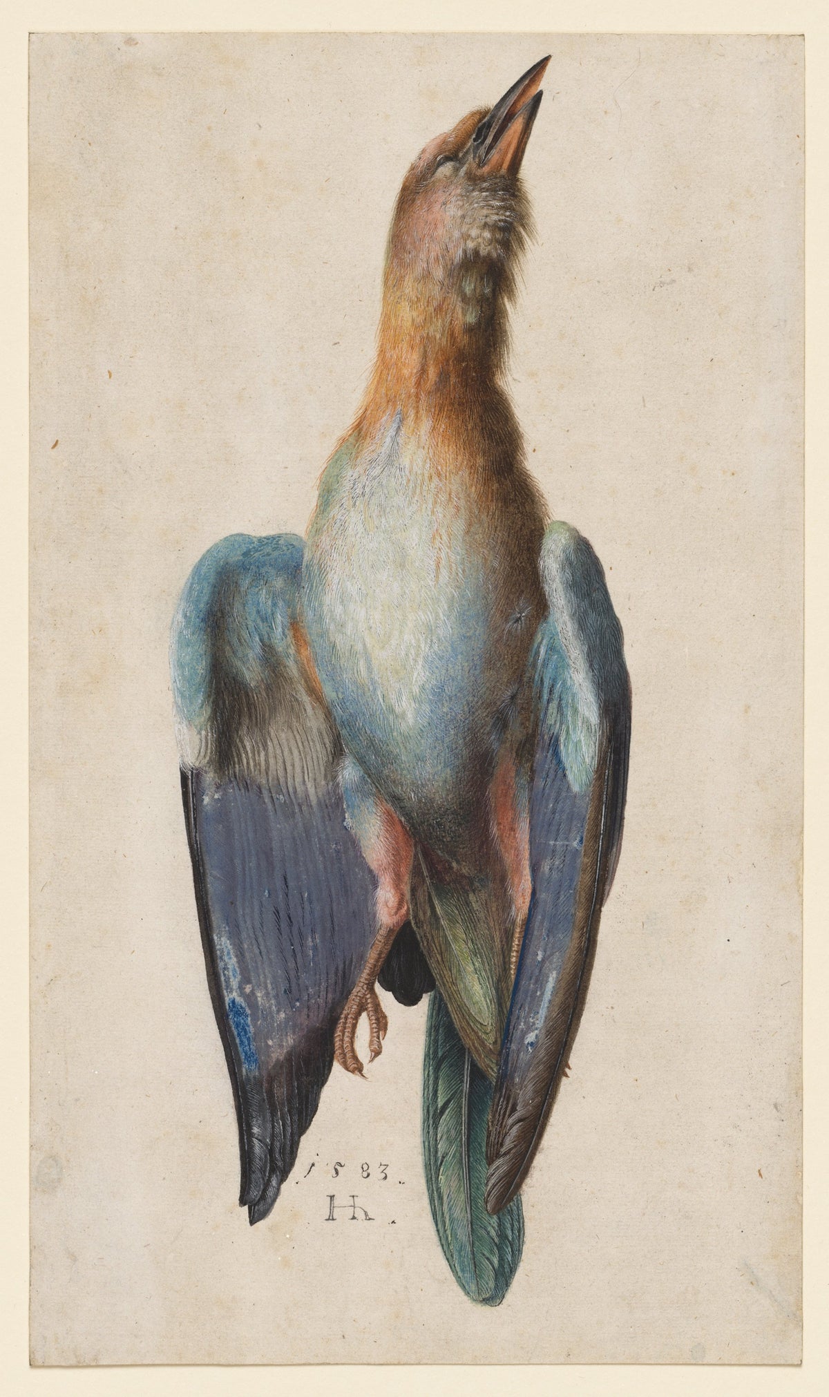 Dead Blue Roller — Hans Hoffmann