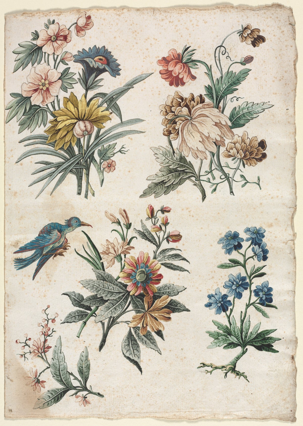 Floral Designs with a Blue Bird — Giacomo Cavenezia