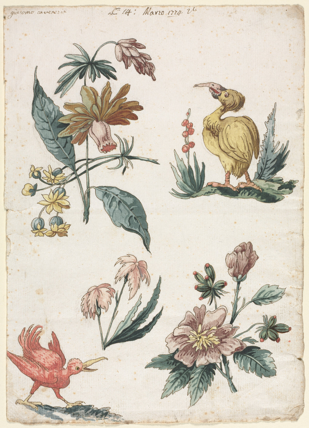 Floral Designs with Two Birds — Giacomo Cavenezia