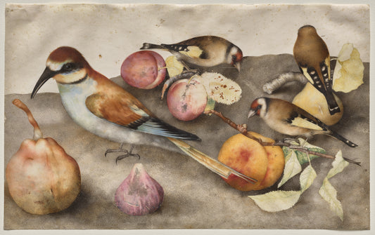 Still Life with Birds and Fruit — Giovanna Garzoni