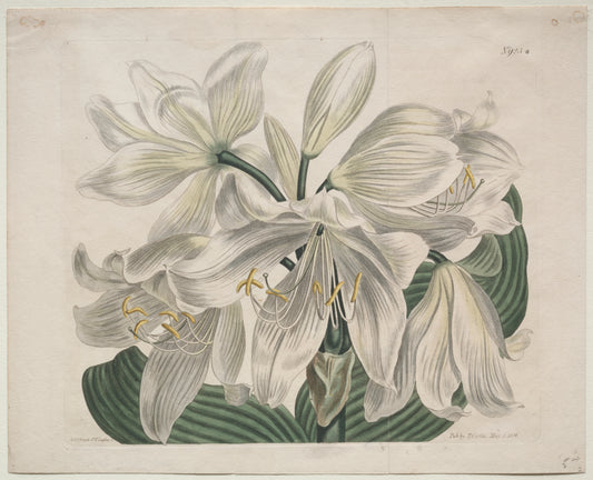The Botanical Magazine or Flower Garden Displayed White Cape - Coast Lily — Sydenham Edwards