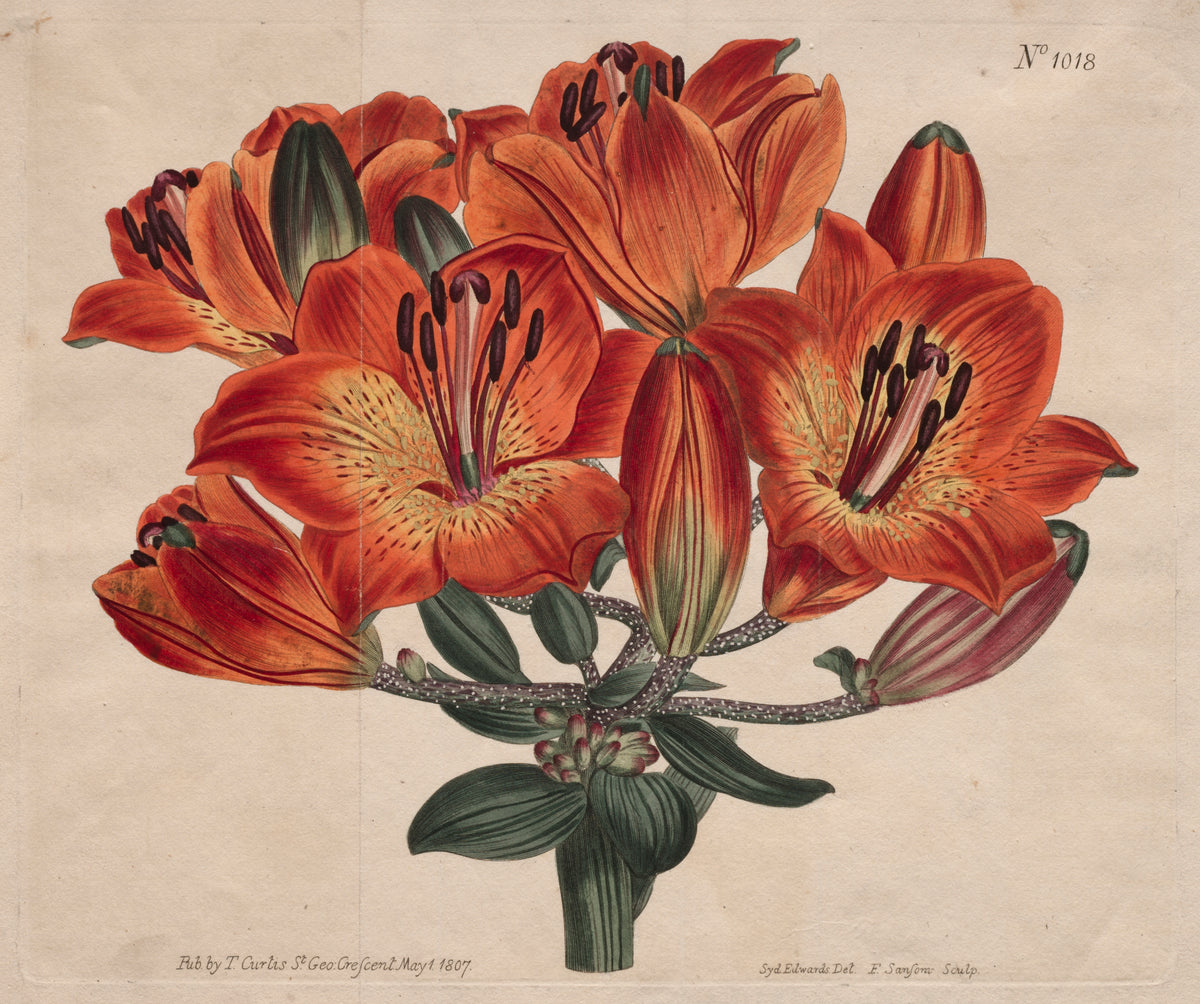 The Botanical Magazine or Flower Garden Displayed Umbel-Flowering Bulb-Bearing Orange-Lily — Thomas Curtis