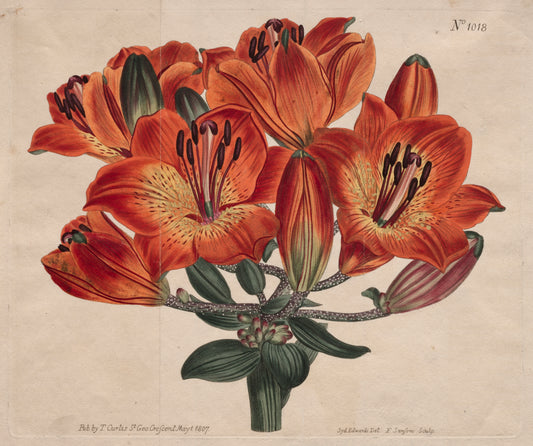 The Botanical Magazine or Flower Garden Displayed Umbel-Flowering Bulb-Bearing Orange-Lily — Thomas Curtis