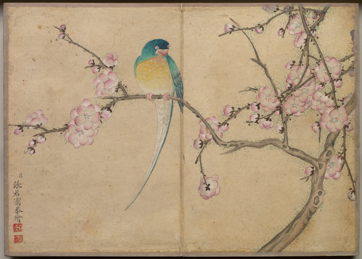 Desk Album Flower and Bird Paintings (Bird with Plum Blossoms) — Zhang Ruoai