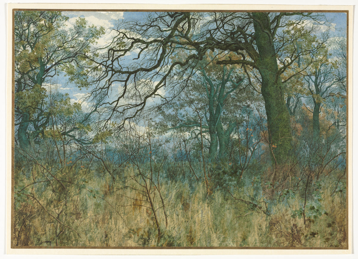 Trees and Undergrowth — Garden William Fraser