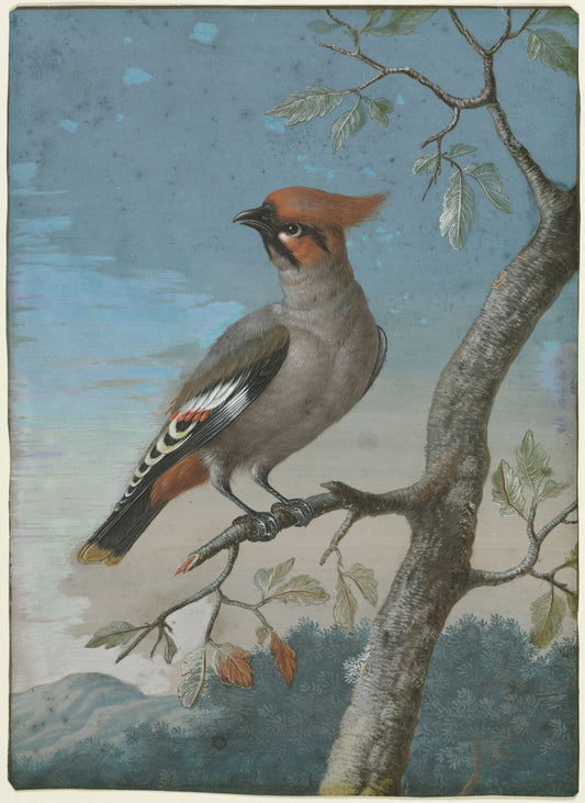 Bird Study Bohemian Waxwing — George Edwards