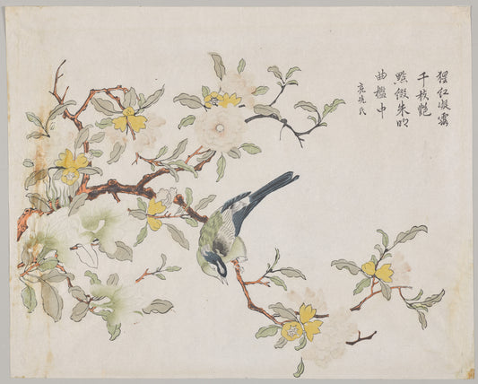 Bird on Pomegranate