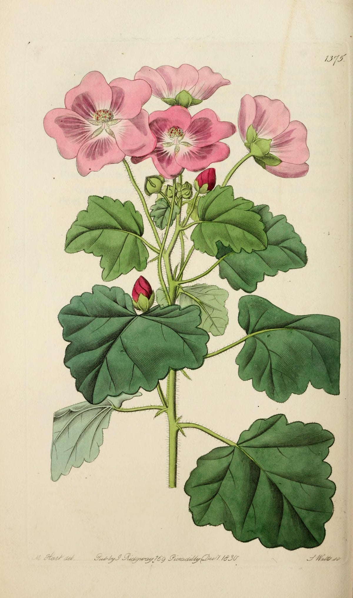 Planșă botanică din „Edwards's Botanical Register” — Sydenham Edwards / John Lindley
