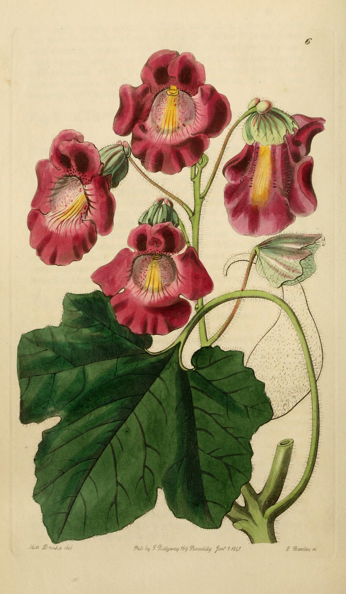 Planșă botanică din „Edwards's Botanical Register” — Sydenham Edwards / John Lindley