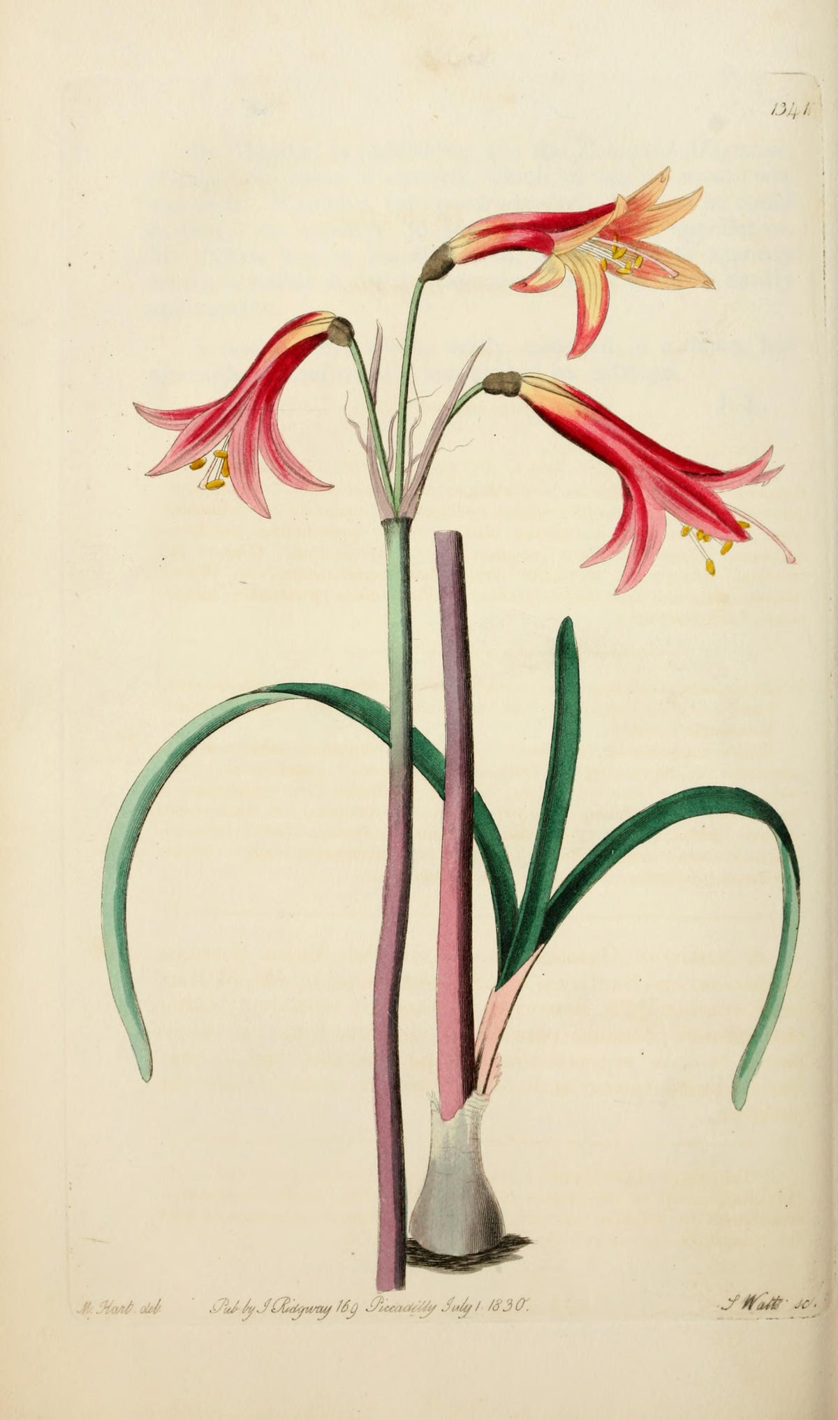Planșă botanică din „Edwards's Botanical Register” — Sydenham Edwards / John Lindley