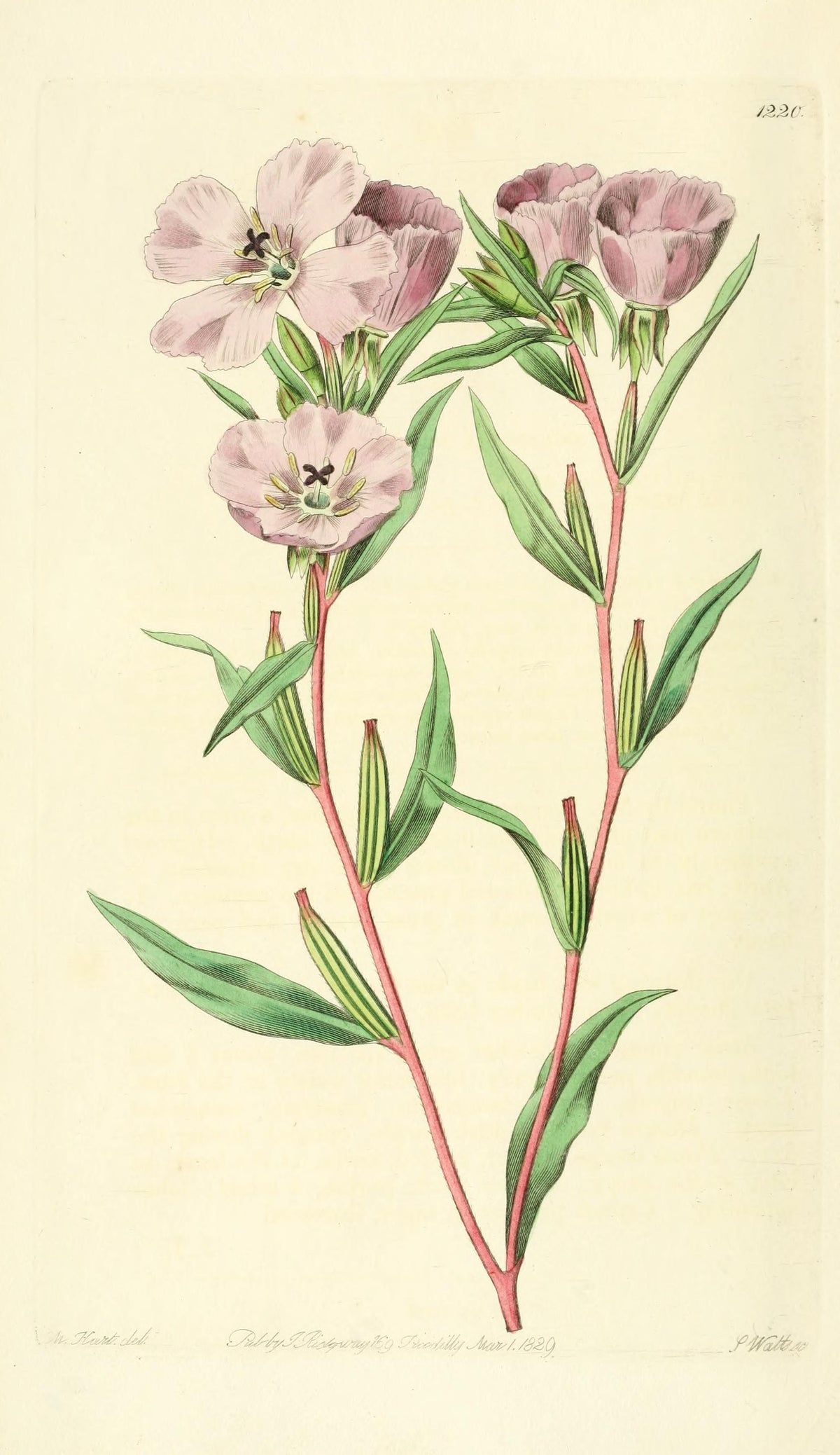 Planșă botanică din „Edwards's Botanical Register” — Sydenham Edwards / John Lindley