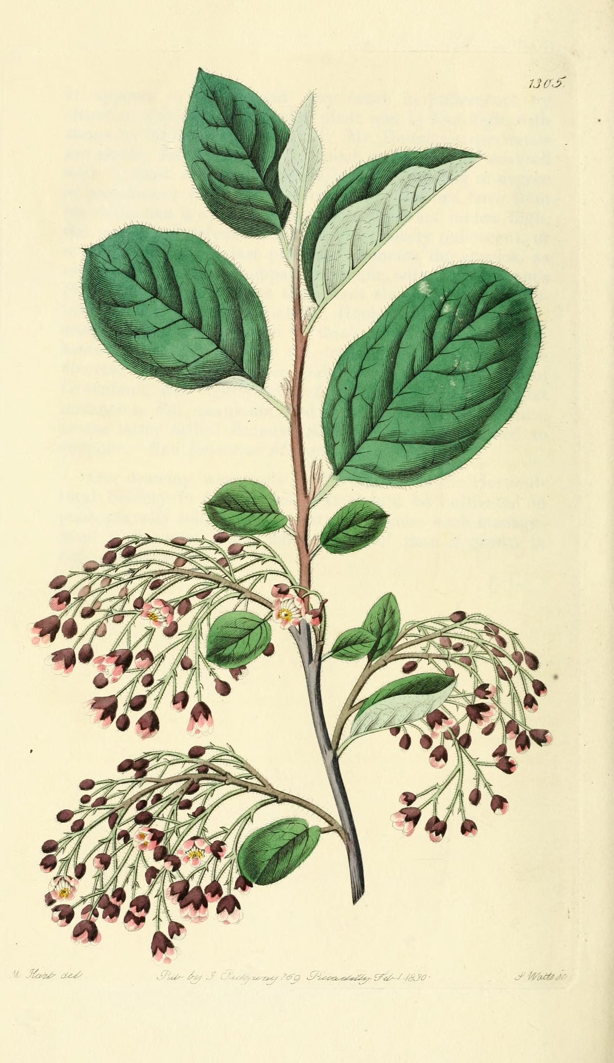 Planșă botanică din „Edwards's Botanical Register” — Sydenham Edwards / John Lindley