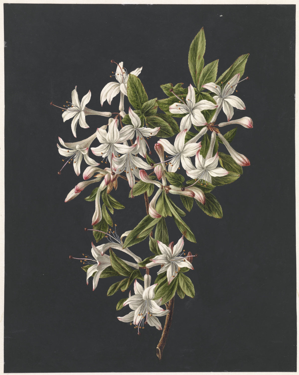 Azalee albe — studiu botanic