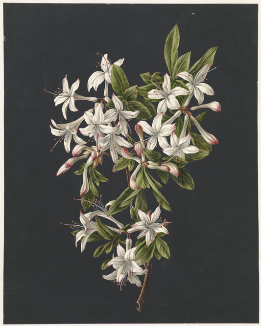 Azalee albe — studiu botanic
