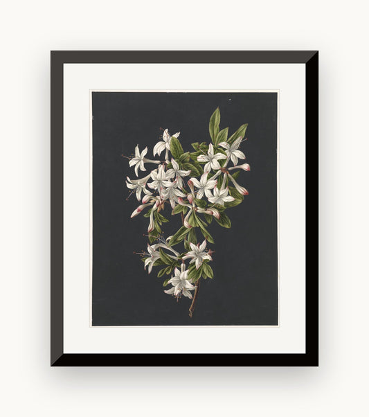 Azalee albe — studiu botanic