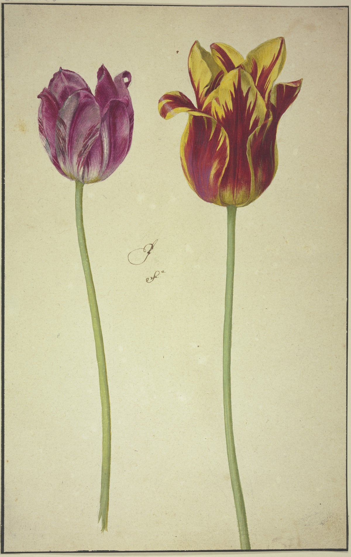 Două lalele — Georg Flegel