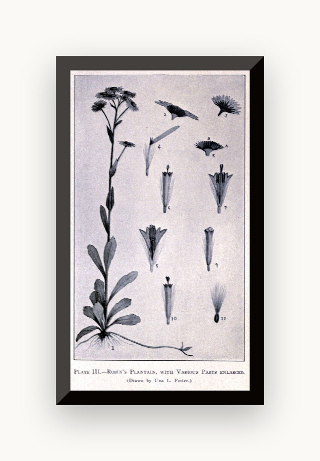 Ilustrație botanică — Una Leonora Weatherby (n. Forster)