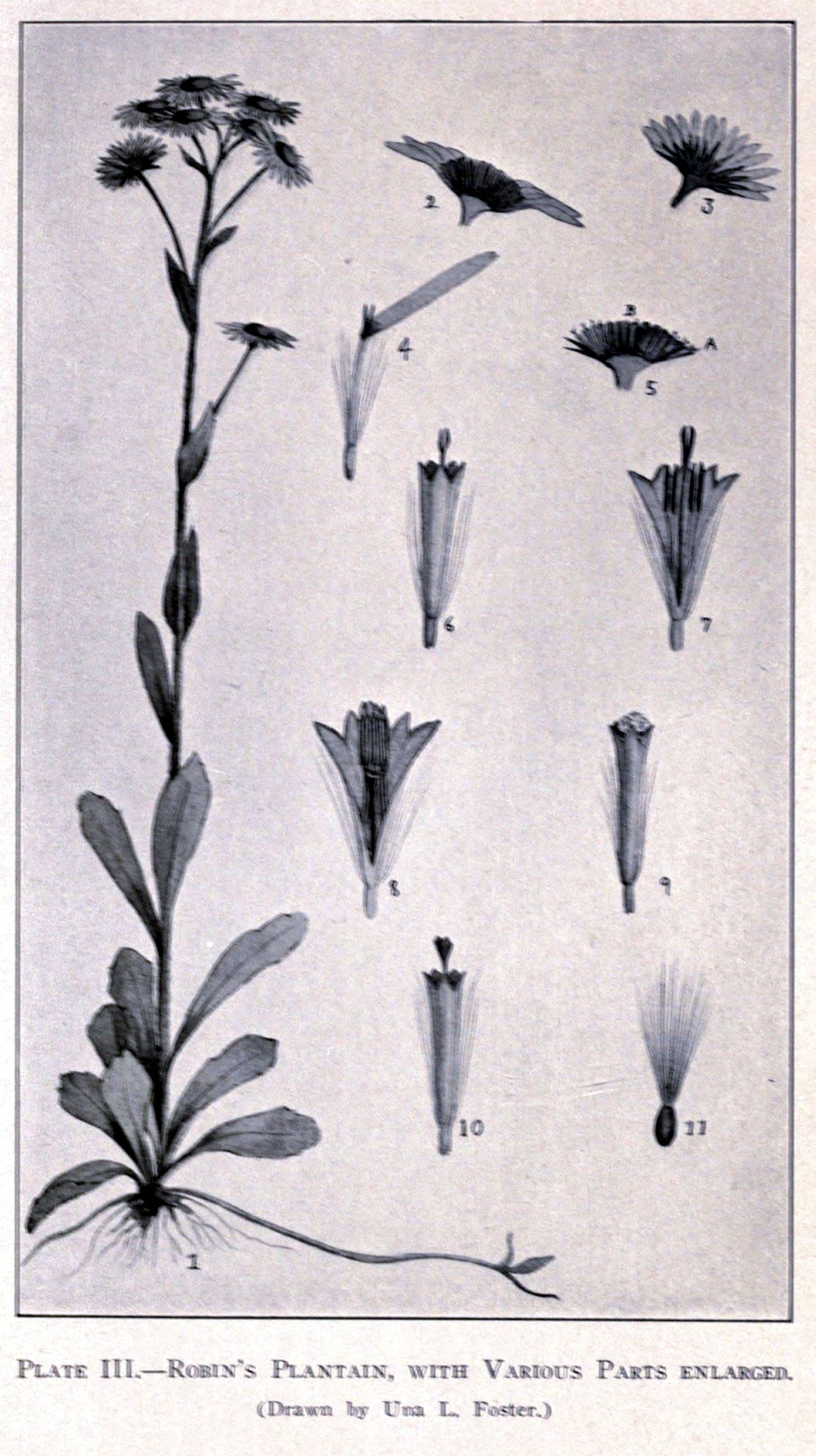 Ilustrație botanică — Una Leonora Weatherby (n. Forster)