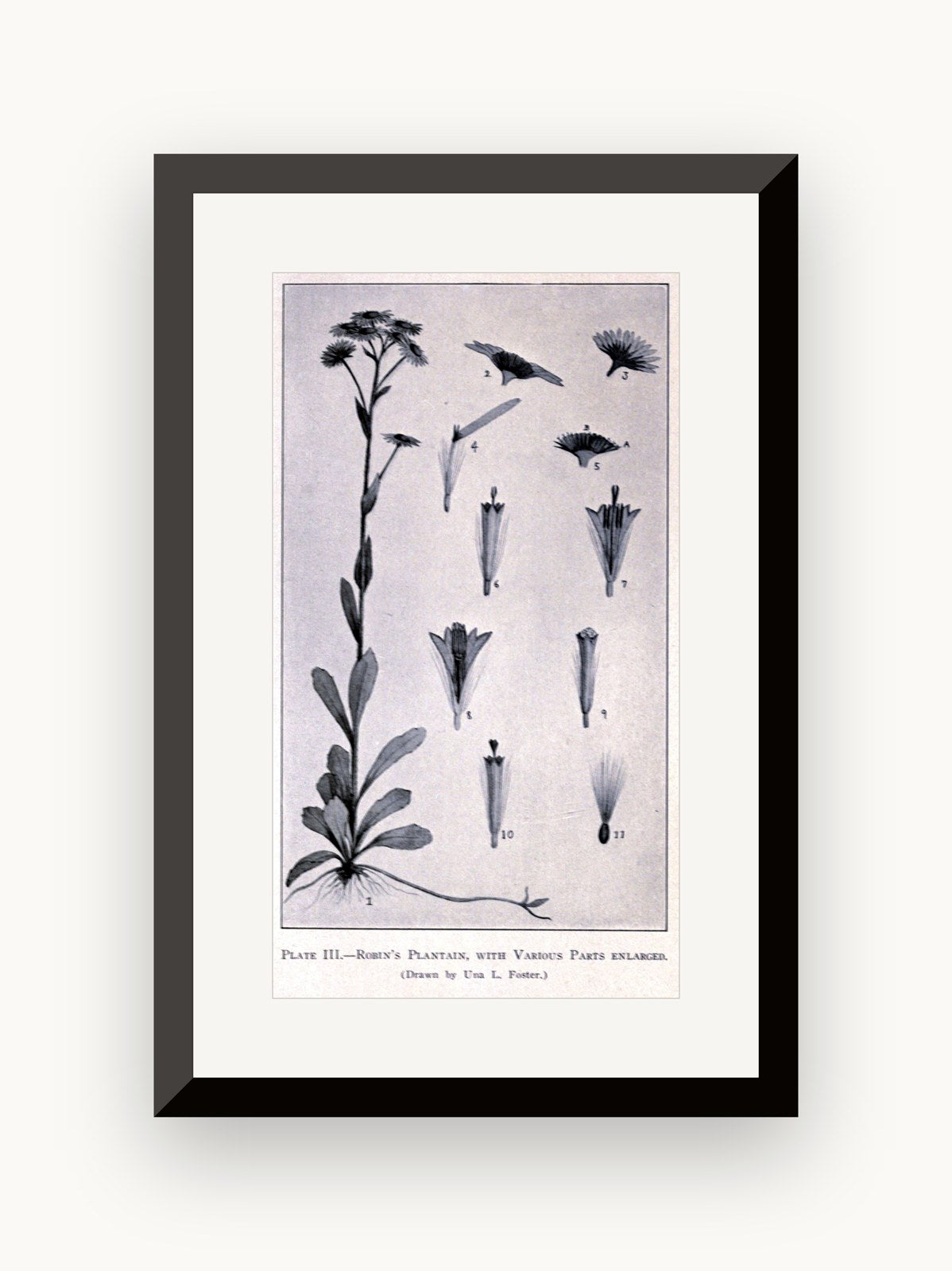 Ilustrație botanică — Una Leonora Weatherby (n. Forster)