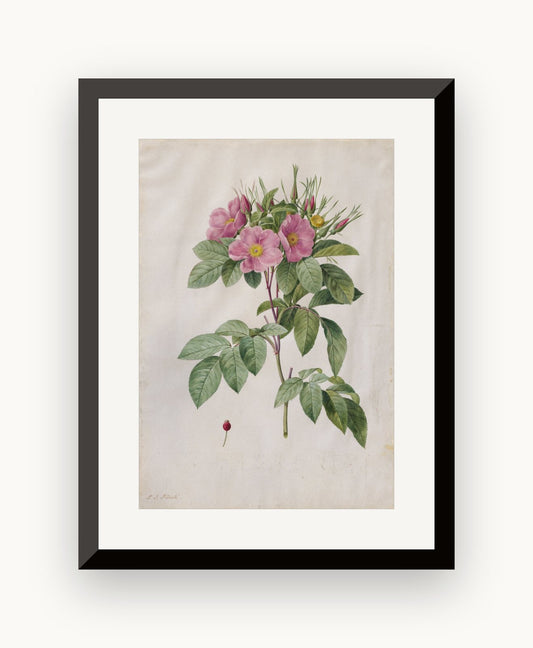 Trandafir sălbatic (Rosa carolina) — Pierre-Joseph Redouté