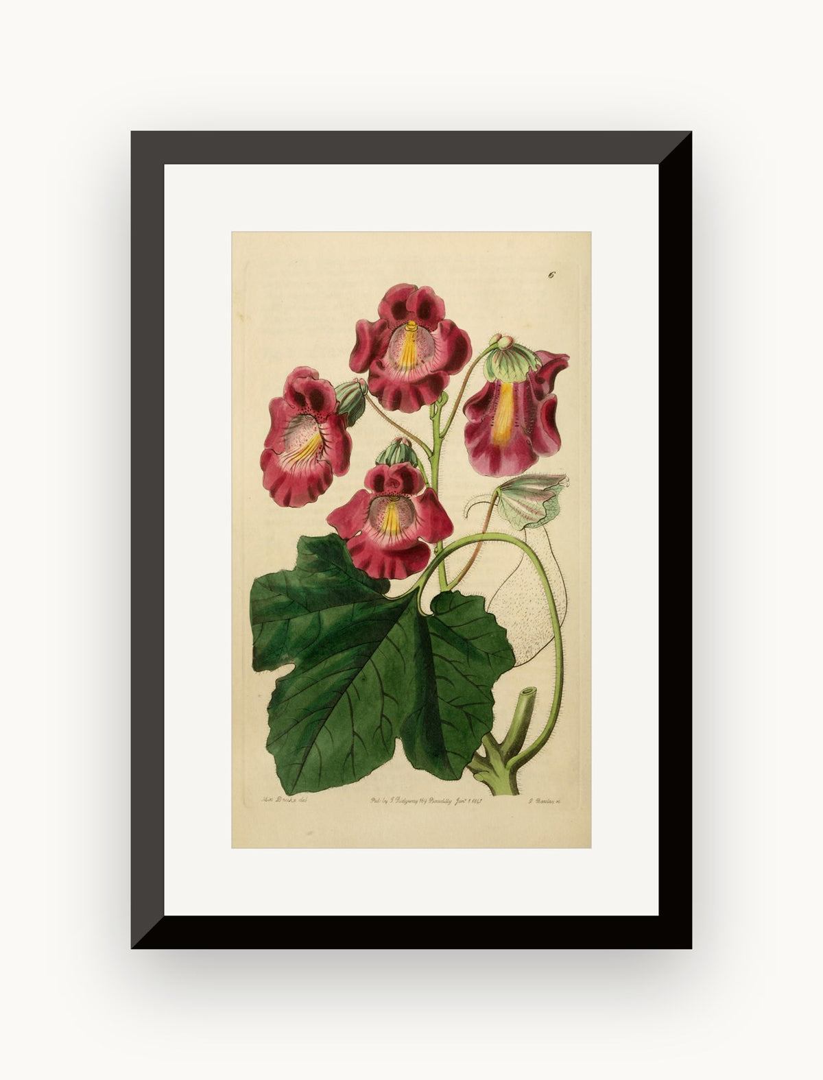 Planșă botanică din „Edwards's Botanical Register” — Sydenham Edwards / John Lindley
