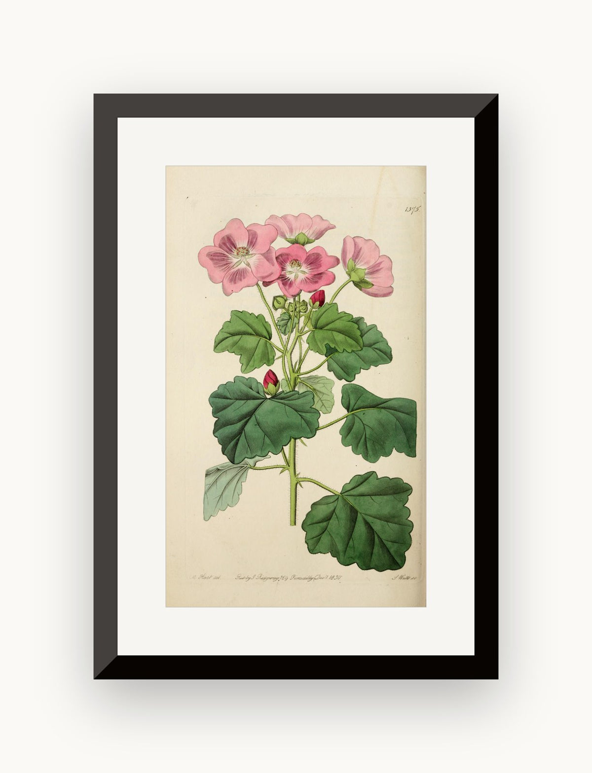 Planșă botanică din „Edwards's Botanical Register” — Sydenham Edwards / John Lindley