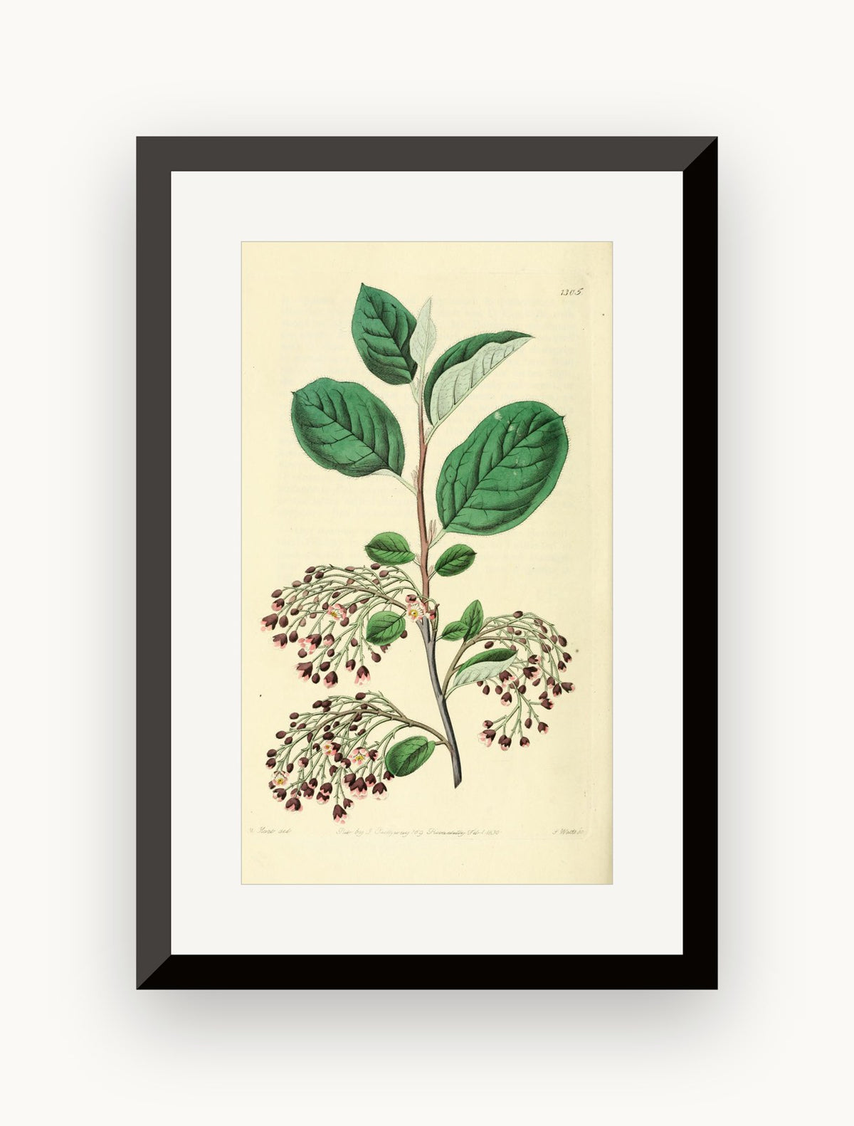 Planșă botanică din „Edwards's Botanical Register” — Sydenham Edwards / John Lindley