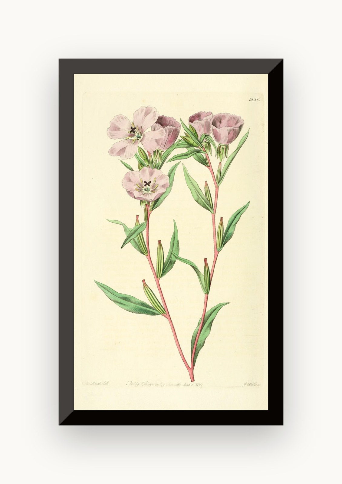 Planșă botanică din „Edwards's Botanical Register” — Sydenham Edwards / John Lindley