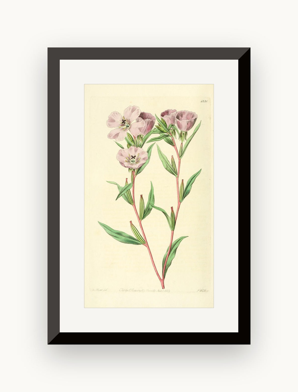 Planșă botanică din „Edwards's Botanical Register” — Sydenham Edwards / John Lindley