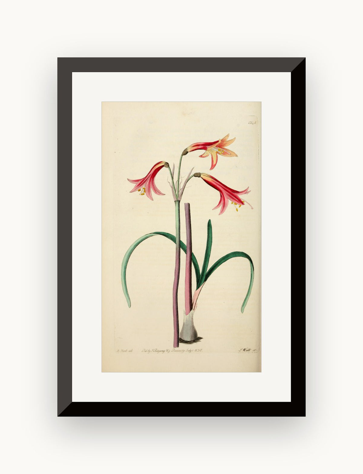 Planșă botanică din „Edwards's Botanical Register” — Sydenham Edwards / John Lindley